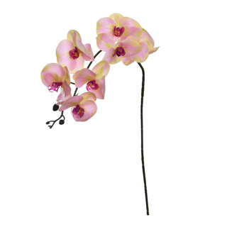 SINGLE LARGE ORCHID 101CM PINK