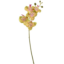 TROPICAL ORCHID 70CM GREEN