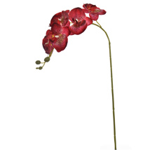 TROPICAL ORCHID 70CM RED