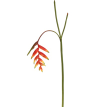 HELICONIA 130CM RED