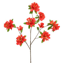 RHODODENDRON 100CM RED