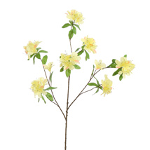 RHODODENDRON 100CM YELLOW
