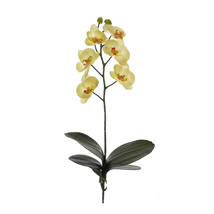 SMALL ORCHID W/4 LVS 47CM GREEN