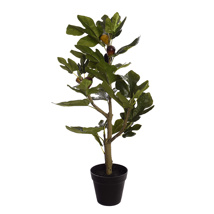 FIG PLANT IN POT 60CM GREEN