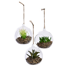 SUCCULENT IN HANGING GLASS BALL DIA 10 CM ASSORTED