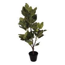 FIG PLANT IN POT H 60CM GREEN