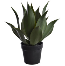AGAVE PLANT W/18 LVS IN POT GREEN