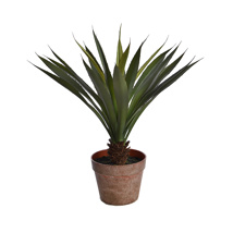YUCCA PLANT IN POT 53CM GREEN