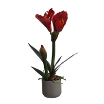 AMARILLYS IN POT H 44 CM RED
