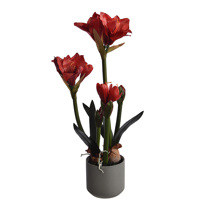AMARILLYS IN POT H 68 CM RED