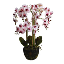 ORCHID X 7 ON MUD BALL 90CM