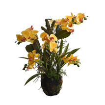 ORCHID X 9 ON MUD BALL 75CM