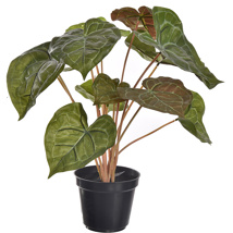 TURTLE SHELL PLANT IN POT 40CM GREEN
