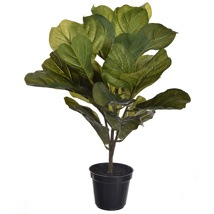 FIDDLE PLANT IN POT 55CM GREEN