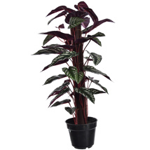 RED BACK CISSUS DISCOLOR IN POT 60CM GREEN