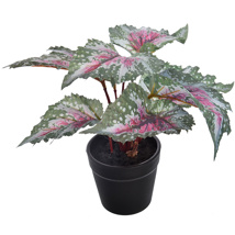 BEGONIA IN POT 16CM GREEN RED