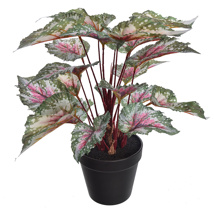 BEGONIA IN POT 35CM GREEN RED