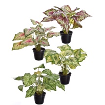 PLANT X 7 IN POT 35CM ASSORTED