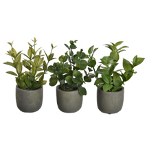 SMALL PLANT IN POT 18CM ASSORTED
