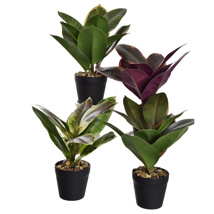 RUBBER PLANT 26CM IN POT ASSORTED