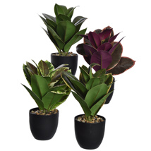 RUBBER PLANT 35CM IN POT ASSORTED