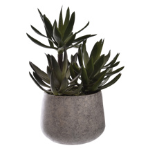 AGAVE X3 IN POT 33CM GREEN