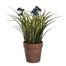 GRASS W/ANETHUM IN POT 30CM BLUE