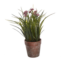 GRASS W/ANETHUM IN POT 30CM PINK
