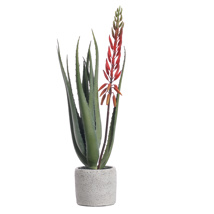 ALOE WITH FLOWER IN CEMENT POT 50CM RED