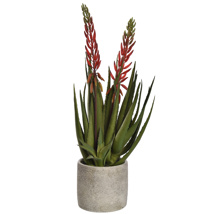ALOE WITH FLOWER IN CEMENT POT 60CM RED