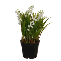 LILLY OF THE VALLEY W/GRASS IN PLASTIC POT WHITE