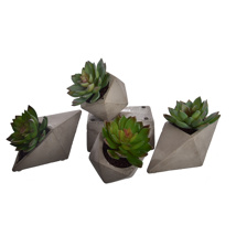 AGAVE IN CEMENT POT 12CM ASSORTED