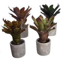 PINEAPPLE PLANT IN POT 28CM ASSORTED