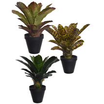 LARGE PINEAPPLE PLANT IN POT 40CM ASSORTED