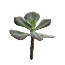 SMALL AGAVE 13CM GREEN