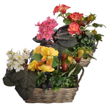 PLANT ARR IN BASKET 22X28CM ASSORTED