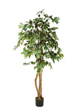FICUS TREE IN POT 155 CM WHITE GREEN
