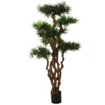 PODOCARPUS TREE X7 175CM GREEN