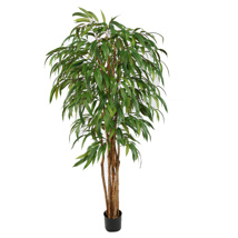 PACIFIC WEEPING FICUS 180CM GREEN