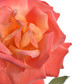 LARGE OPEN ROSE 53CM FLAME