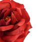 LARGE OPEN ROSE 53CM RED