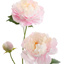 OPEN PEONY BRANCH 80CM PINK