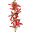 ORCHID 80CM RED