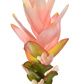 GINGER LILY 70CM PINK