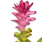 GINGER LILY 75CM PINK
