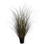 SPOTTED GRASS IN POT H 73 CM