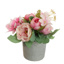 CABBAGE ROSE IN POT 20CM PINK