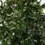 FICUS FOLIA A-TREE 210CM GREEN