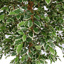 FICUS FOLIA A-TREE 210CM WHITE GREEN