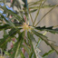 FALSE ARALIA TREE 220CM GREEN